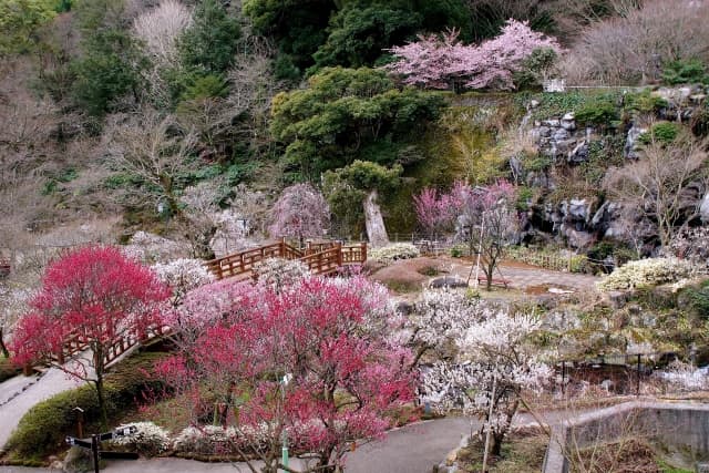 熱海梅園