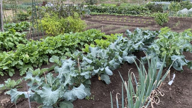 農園の野菜