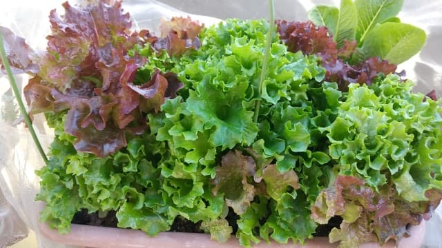 レタス 家庭菜園