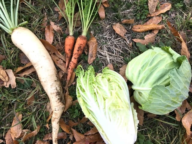 収穫したての野菜たち