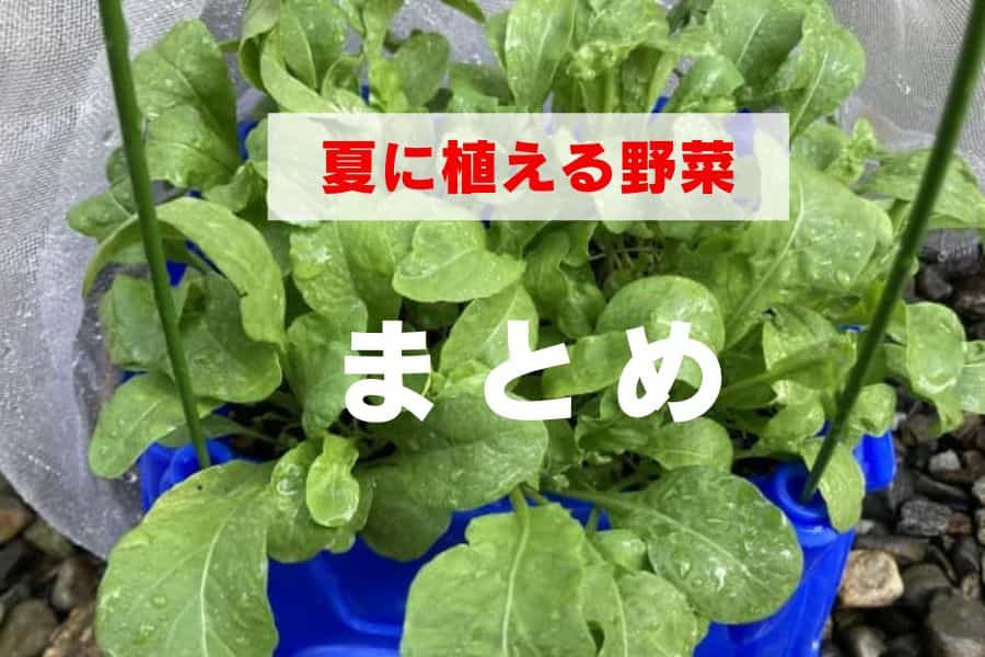 夏に植える野菜のまとめ