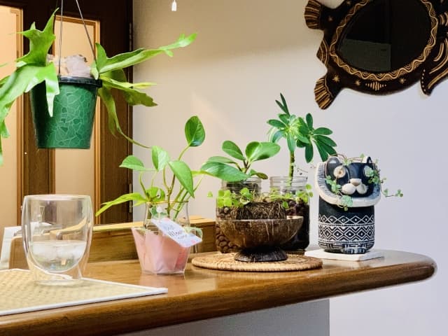 観葉植物01