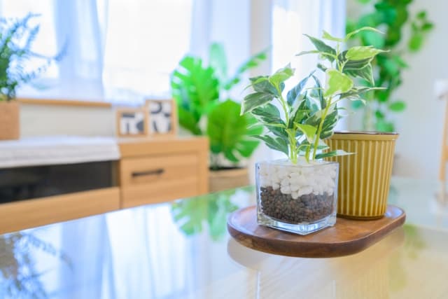 観葉植物02