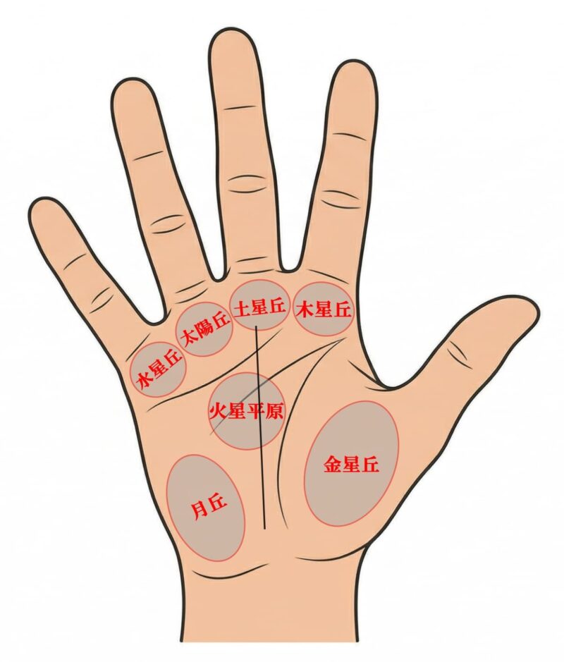 手相 右手_丘と主要線