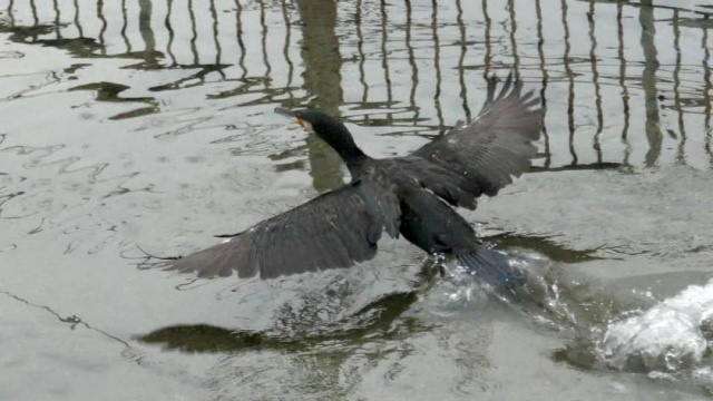 カワウの離陸