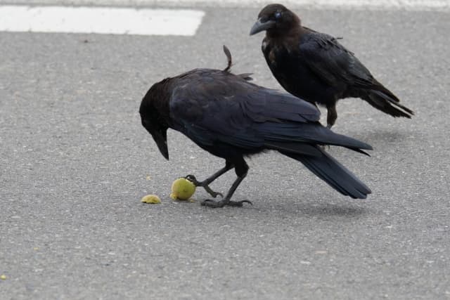 カラス対策01